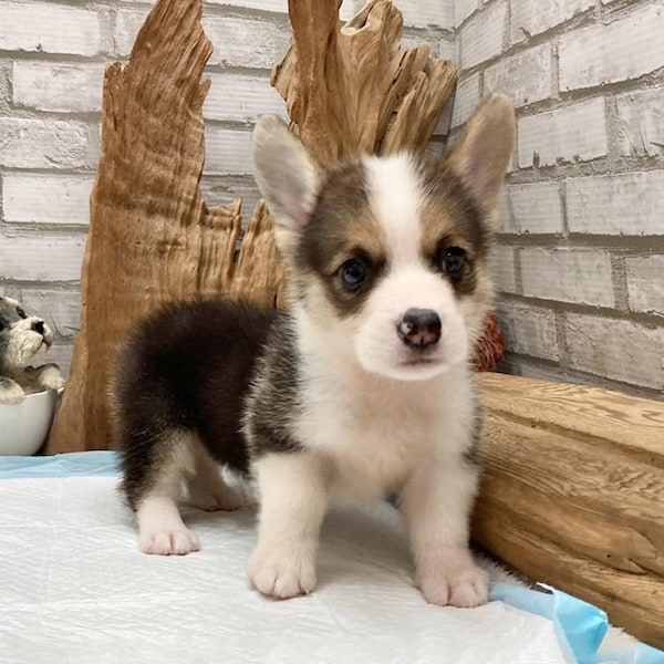 MO502 - Pembroke Corgi Tricolor