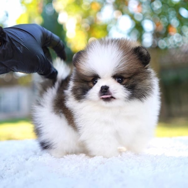 MO231 - Pomeranian White