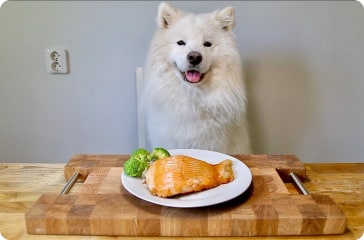 Dog Diet You Need To Know