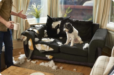 Why Dogs Bite and Destroy Furniture and How to Prevent It Effectively